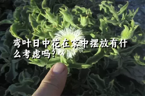 弯叶日中花在家中摆放有什么考虑吗？