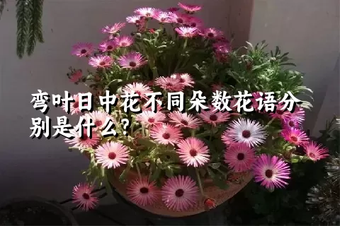 弯叶日中花不同朵数花语分别是什么？