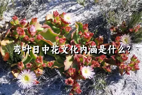 弯叶日中花文化内涵是什么？