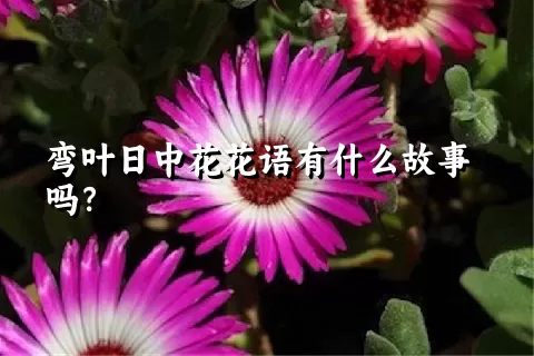 弯叶日中花花语有什么故事吗？