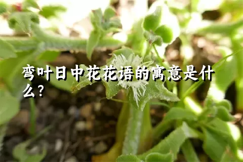 弯叶日中花花语的寓意是什么？