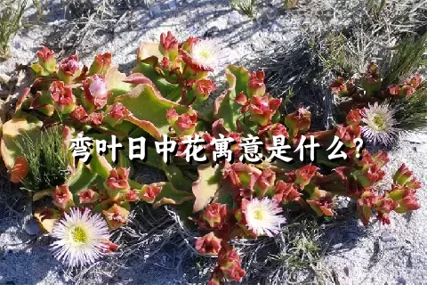 弯叶日中花寓意是什么？