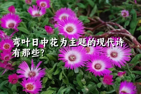 弯叶日中花为主题的现代诗有那些？