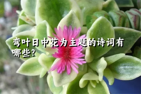 弯叶日中花为主题的诗词有哪些？