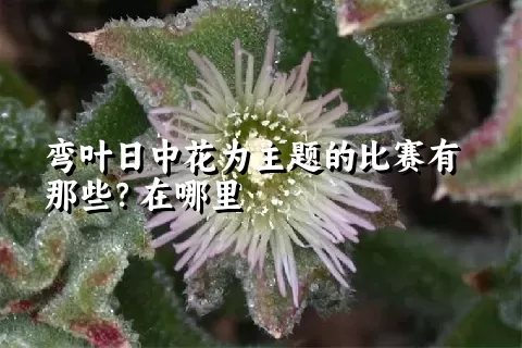 弯叶日中花为主题的比赛有那些？在哪里