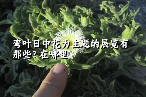 弯叶日中花为主题的展览有那些？在哪里