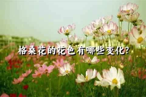 格桑花的花色有哪些变化？