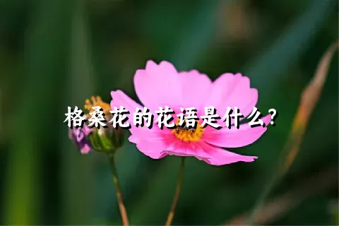 格桑花的花语是什么？