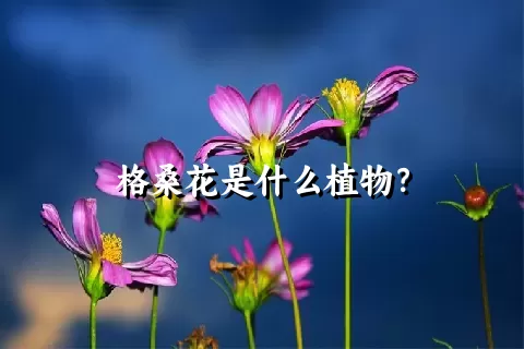 格桑花是什么植物？