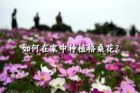 如何在家中种植格桑花？