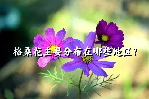 格桑花主要分布在哪些地区？