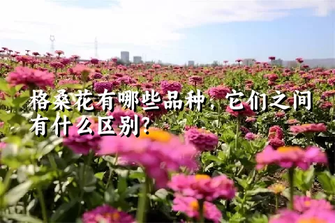 格桑花有哪些品种，它们之间有什么区别？