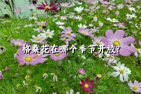 格桑花在哪个季节开放？