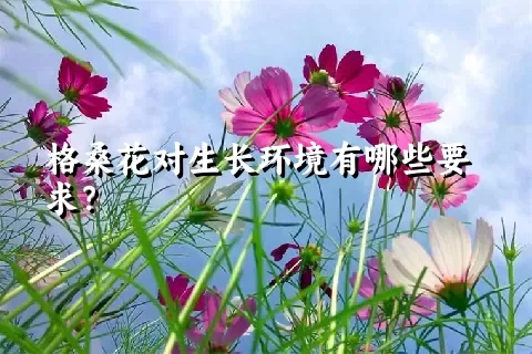 格桑花对生长环境有哪些要求？