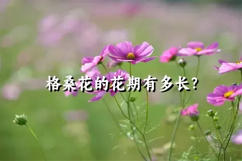 格桑花的花期有多长？