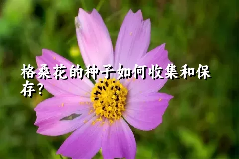 格桑花的种子如何收集和保存？