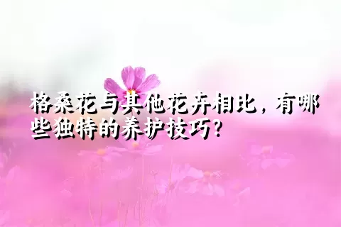 格桑花与其他花卉相比，有哪些独特的养护技巧？