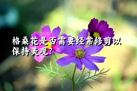 格桑花是否需要经常修剪以保持美观？