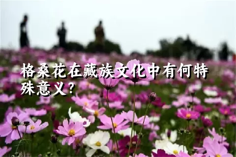 格桑花在藏族文化中有何特殊意义？