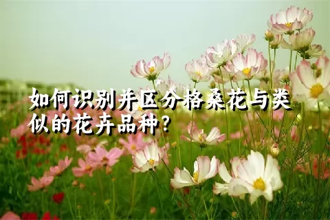 如何识别并区分格桑花与类似的花卉品种？