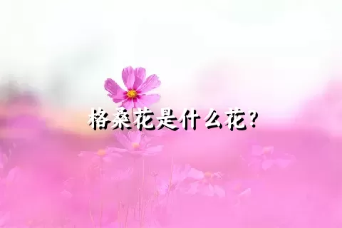 格桑花是什么花？