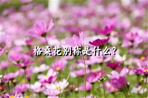 格桑花别称是什么？