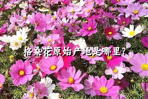 格桑花原始产地是哪里？