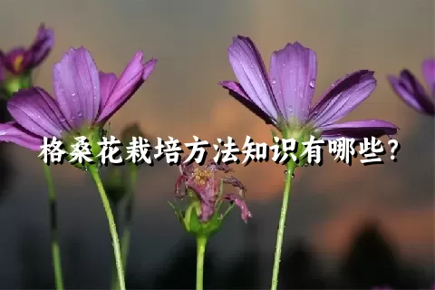 格桑花栽培方法知识有哪些？