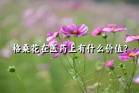 格桑花在医药上有什么价值？