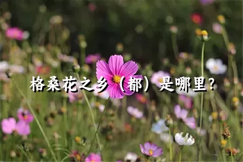 格桑花之乡（都）是哪里？