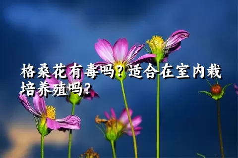 格桑花有毒吗？适合在室内栽培养殖吗？