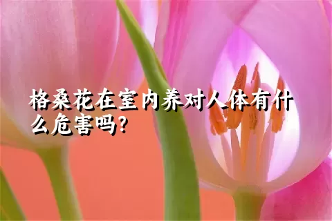 格桑花在室内养对人体有什么危害吗？