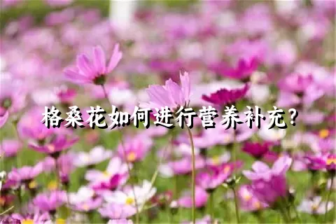 格桑花如何进行营养补充？