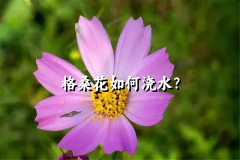 格桑花如何浇水？