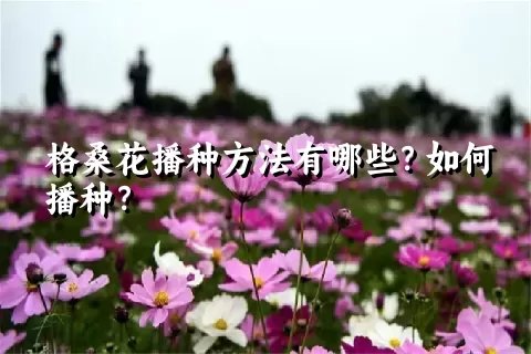 格桑花播种方法有哪些？如何播种？