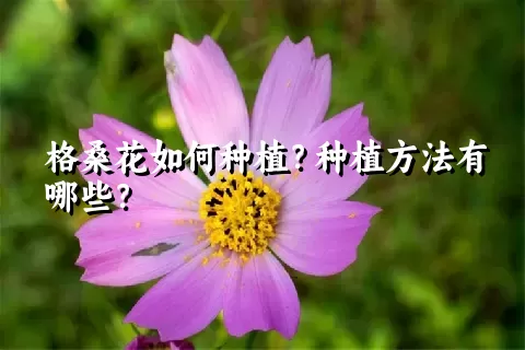 格桑花如何种植？种植方法有哪些？