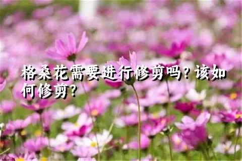 格桑花需要进行修剪吗？该如何修剪？