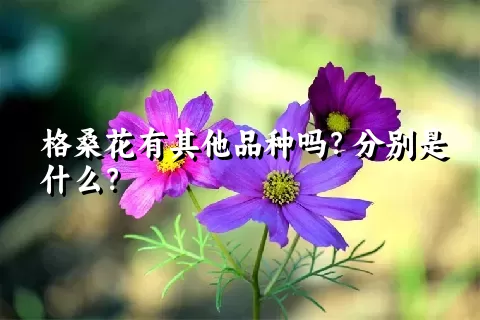 格桑花有其他品种吗？分别是什么？