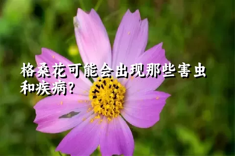 格桑花可能会出现那些害虫和疾病？