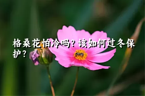 格桑花怕冷吗？该如何过冬保护？