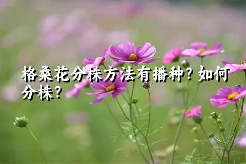 格桑花分株方法有播种？如何分株？