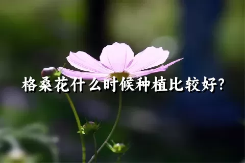 格桑花什么时候种植比较好？