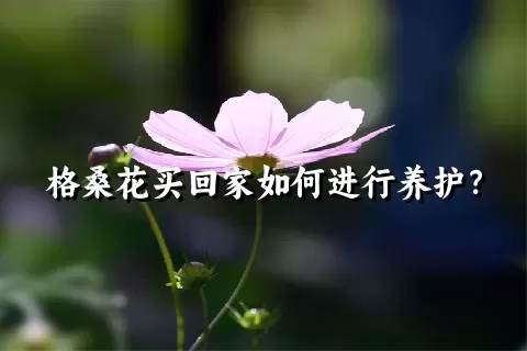 格桑花买回家如何进行养护？