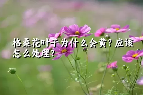 格桑花叶子为什么会黄？应该怎么处理？