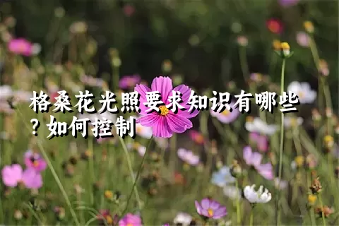 格桑花光照要求知识有哪些？如何控制