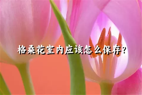 格桑花室内应该怎么保存？