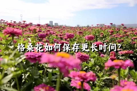 格桑花如何保存更长时间？