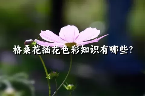 格桑花插花色彩知识有哪些？