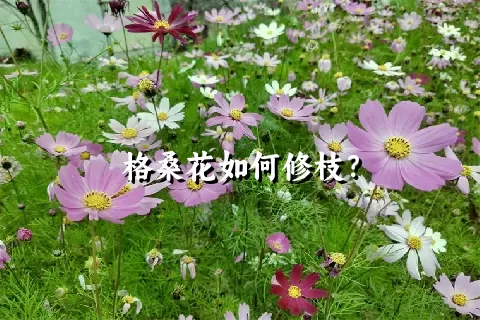 格桑花如何修枝？