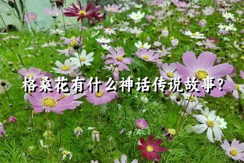 格桑花有什么神话传说故事？